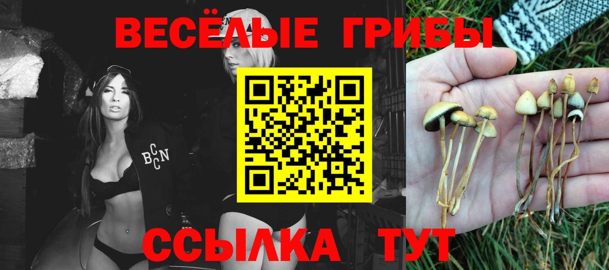 Псилоцибиновые грибы Psilocybine cubensis Узловая