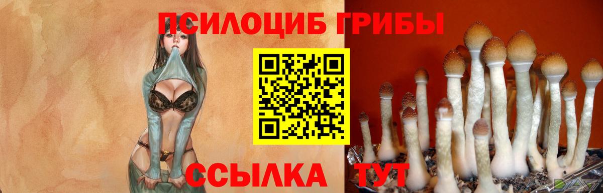 где купить наркоту  Псилоцибиновые грибы Magic Shrooms  Вход с VPN  Узловая  Галлюциногенные грибы Psilocybe 